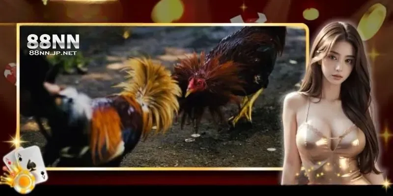 Giới thiệu thông tin đôi nét về sảnh đá gà 88NN